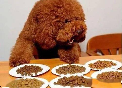 泰王西拉米最新爆料喂狗,揭秘王室喂狗背后的惊人真相!